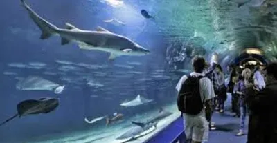 Musée Aquarium arcachon