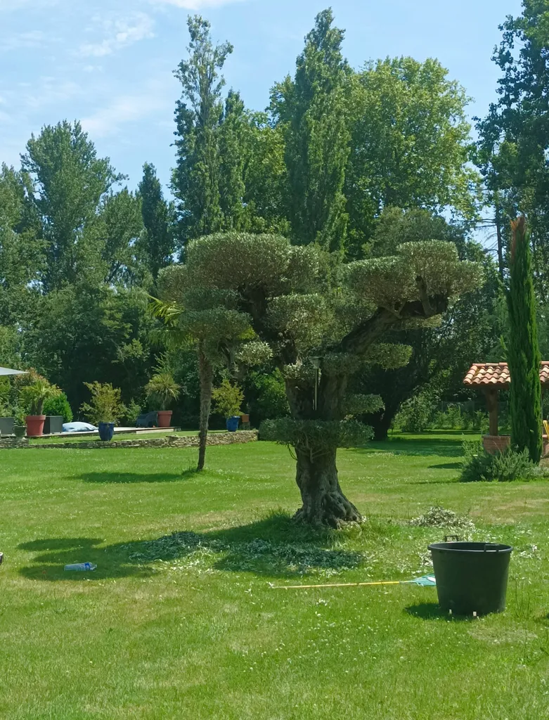 Entretien des espaces verts sur Labarthe sur Lèze près de Muret, les paysagistes de l'entreprise MAT'TAILLE assurent l'entretien des sujets plantés.