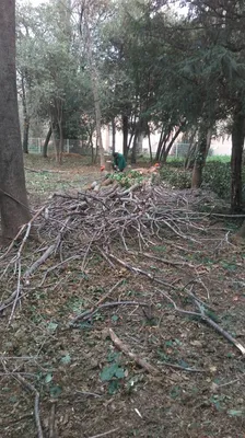 Dépressages et travaux forestiers dans la région de Marseille