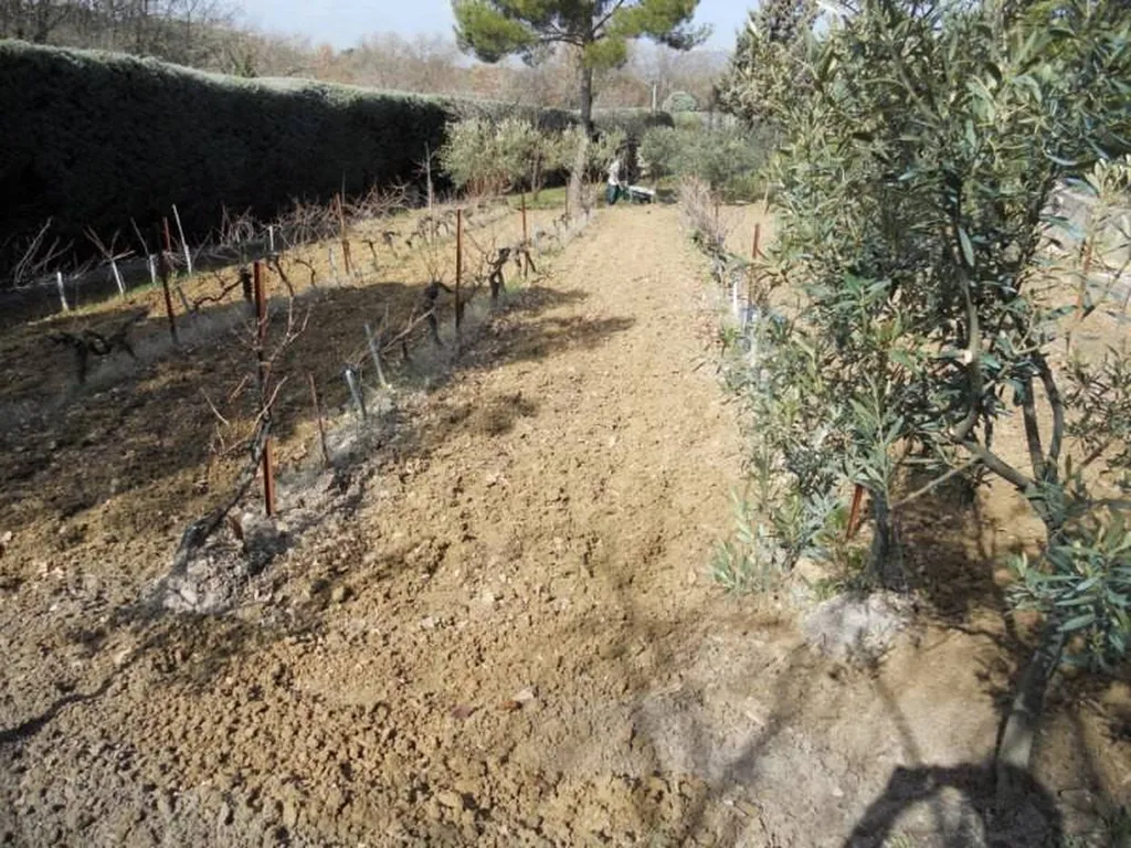 Motobinage d'une parcelle de vigne par paysagiste Aix en Provence Rouvier Romain.