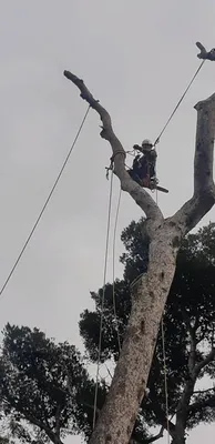 Elagage d'un pin dans le quartier de la pomme à Marseille