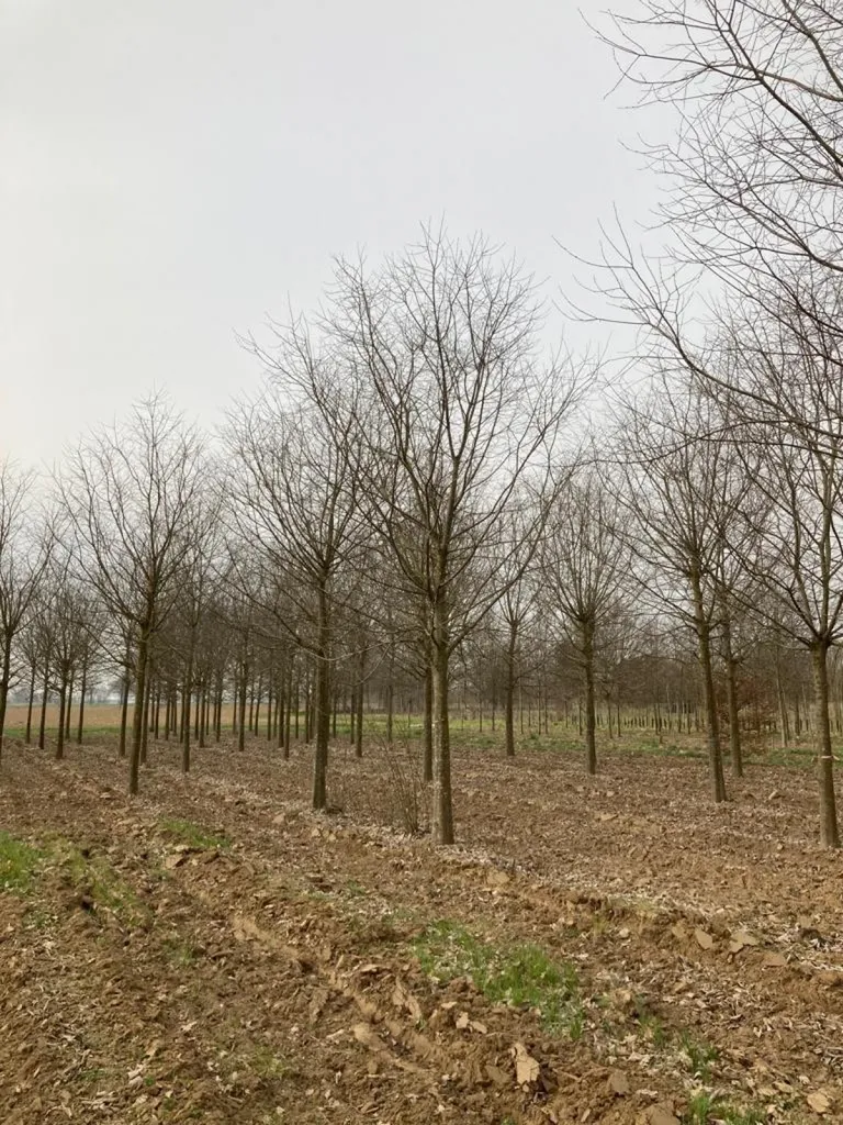 Achat de micocoulier de Provence en racines nues près d’Avignon dans le Vaucluse 