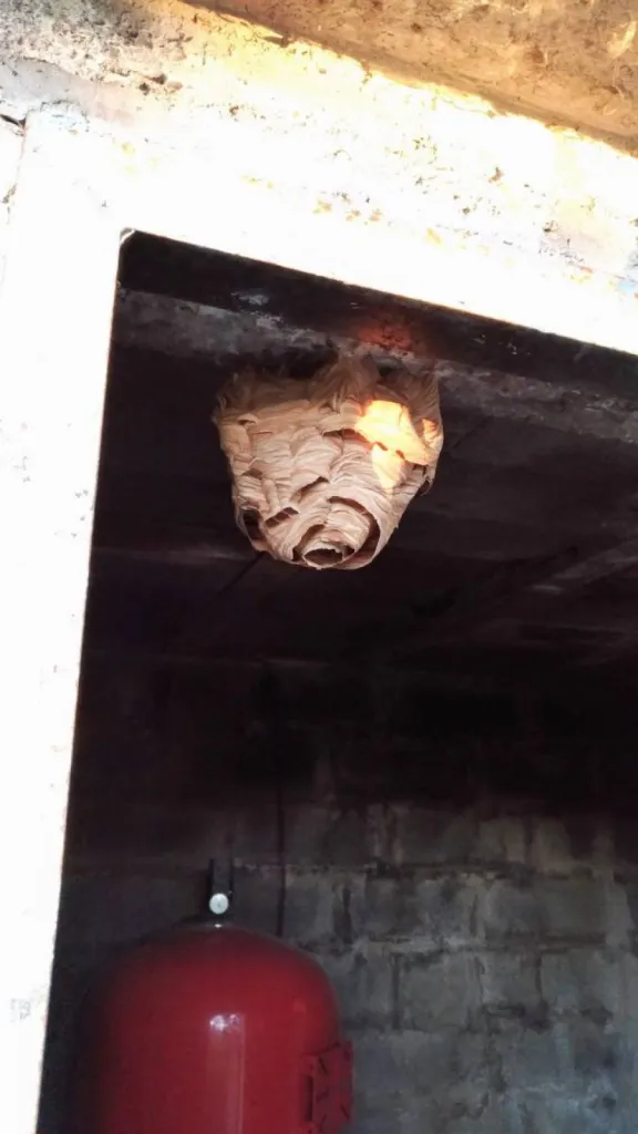 Destruction d'un nid de frelons dans un abri de jardin à Pélissanne 13300