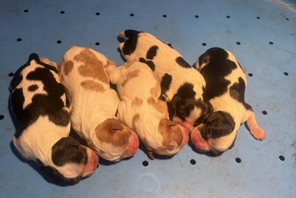 Chiots Cavalier King Charles LOF disponibles – Portée Star & Pif née le 25 janvier 2026