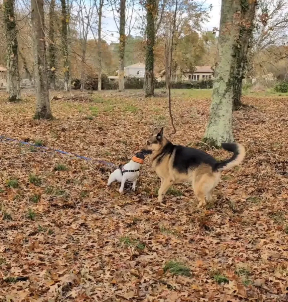 centre d'education pour chien agressif entre eux sur biganos et ses alentours