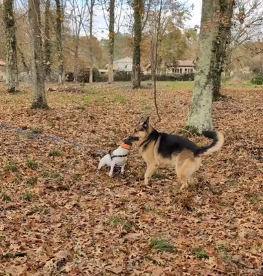 centre d'education pour chien agressif entre eux sur biganos et ses alentours