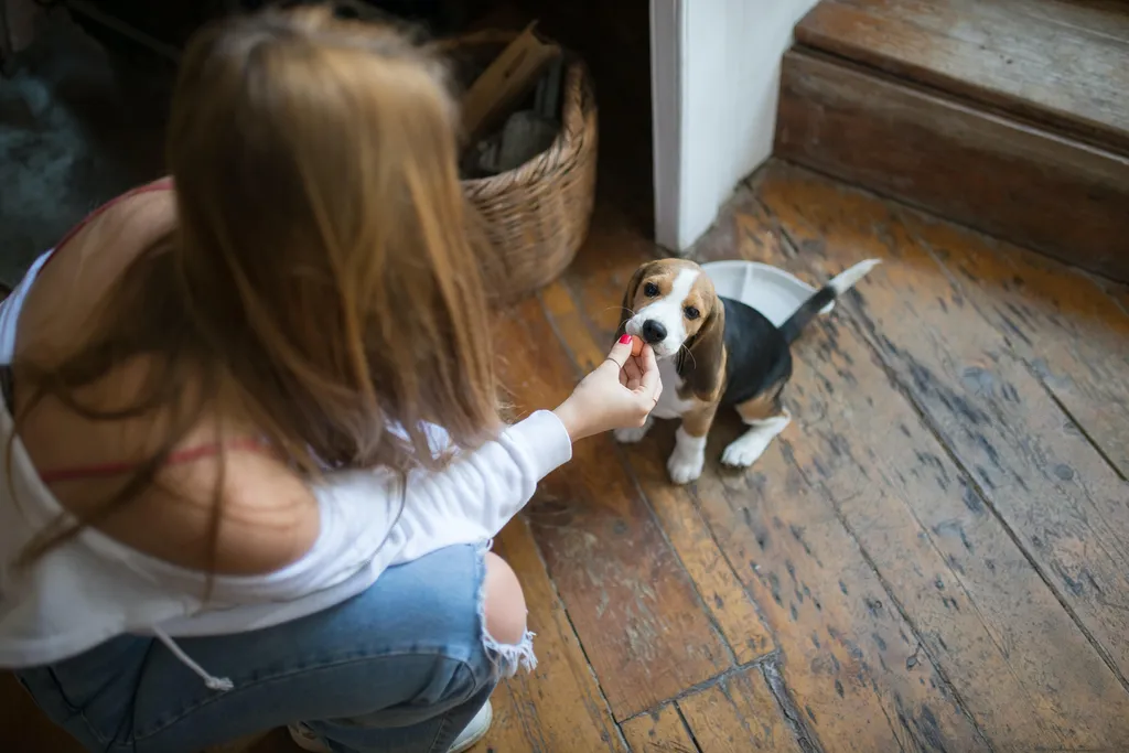 Vous êtes un centre de formation dans le milieu animalier et vous souhaitez enrichir votre cursus avec une composante « lecture et compréhension du comportement canin » ?
