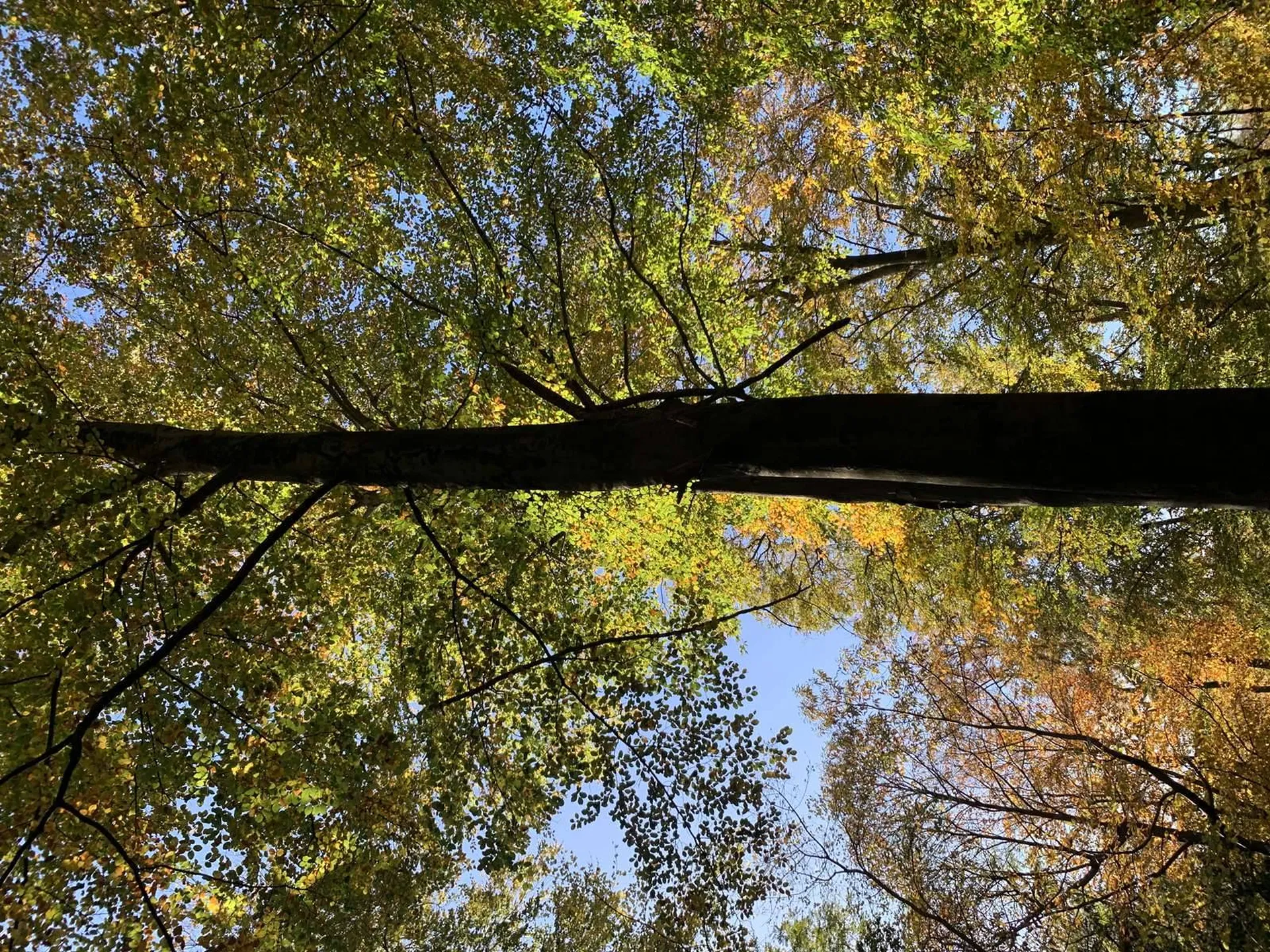 A visiter - En NORMANDIE, région BEUZEVILLE (27) : bois de 16 hectares d'un seul tenant
