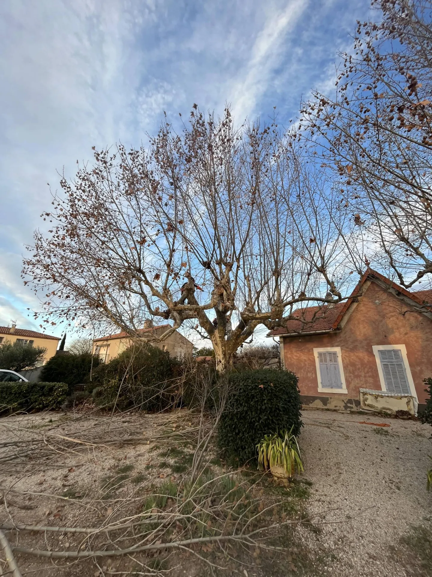 Paysagiste pour taille de platane Berre l Etang Paysagiste pour taille de platane Berre l Etang