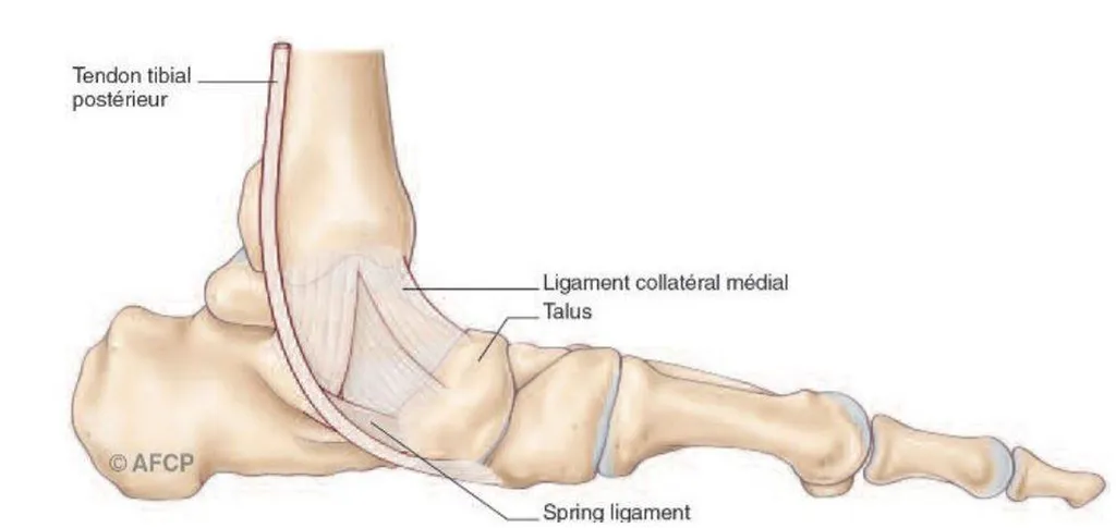 Docteur Julien Beldame, chirurgien orthopédiste, exclusif Pied Cheville, Fondateur de l'Institut de la Cheville et du Pied à Amiens (ICP Amiens), consulte à l'ICP Paris
