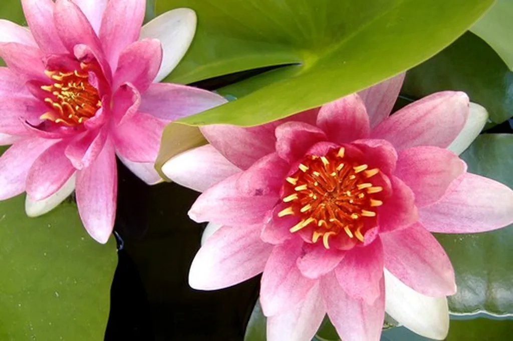 Tous vos transports de fleurs en Europe avec un professionnels du transport frigo