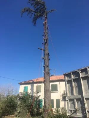 Abattage d'un cèdre bleu à Sorgues (84) : une opération délicate à plus de 25 mètres de hauteur