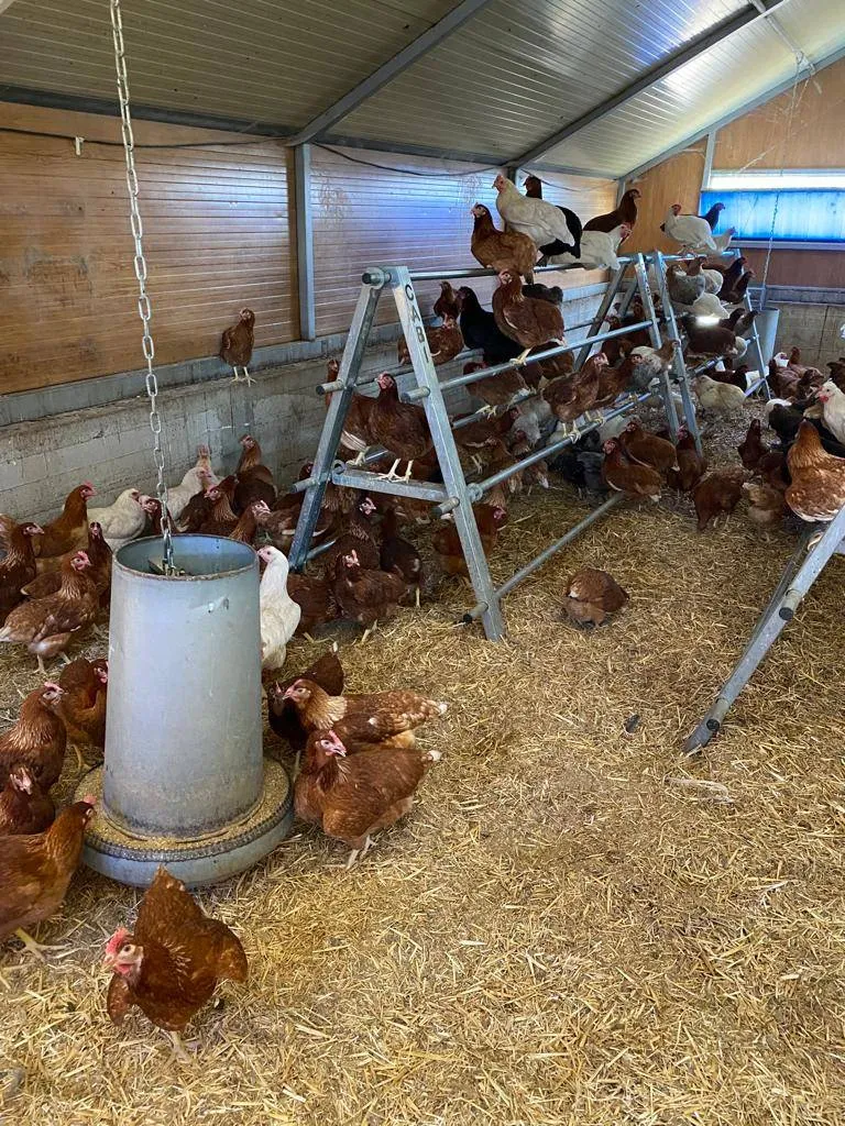 Poule pondeuse aix en provence