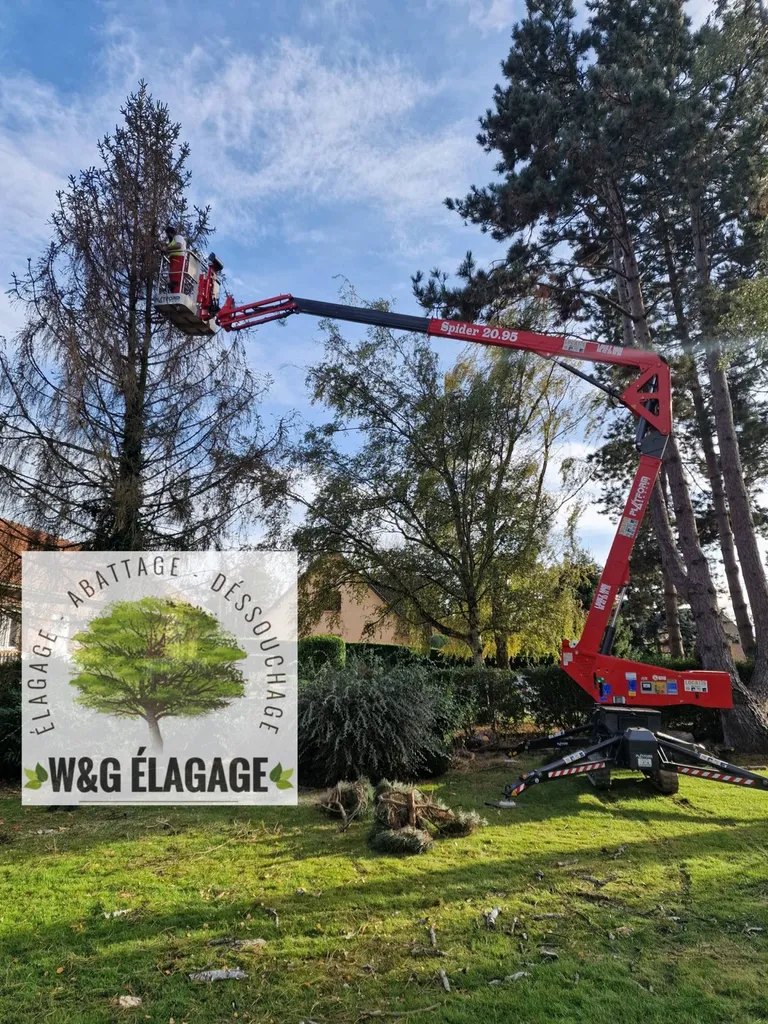 Vous souhaitez savoir quel est le prix pour l'élagage d'un arbre avec un élagueur professionnel à Bruges ?
