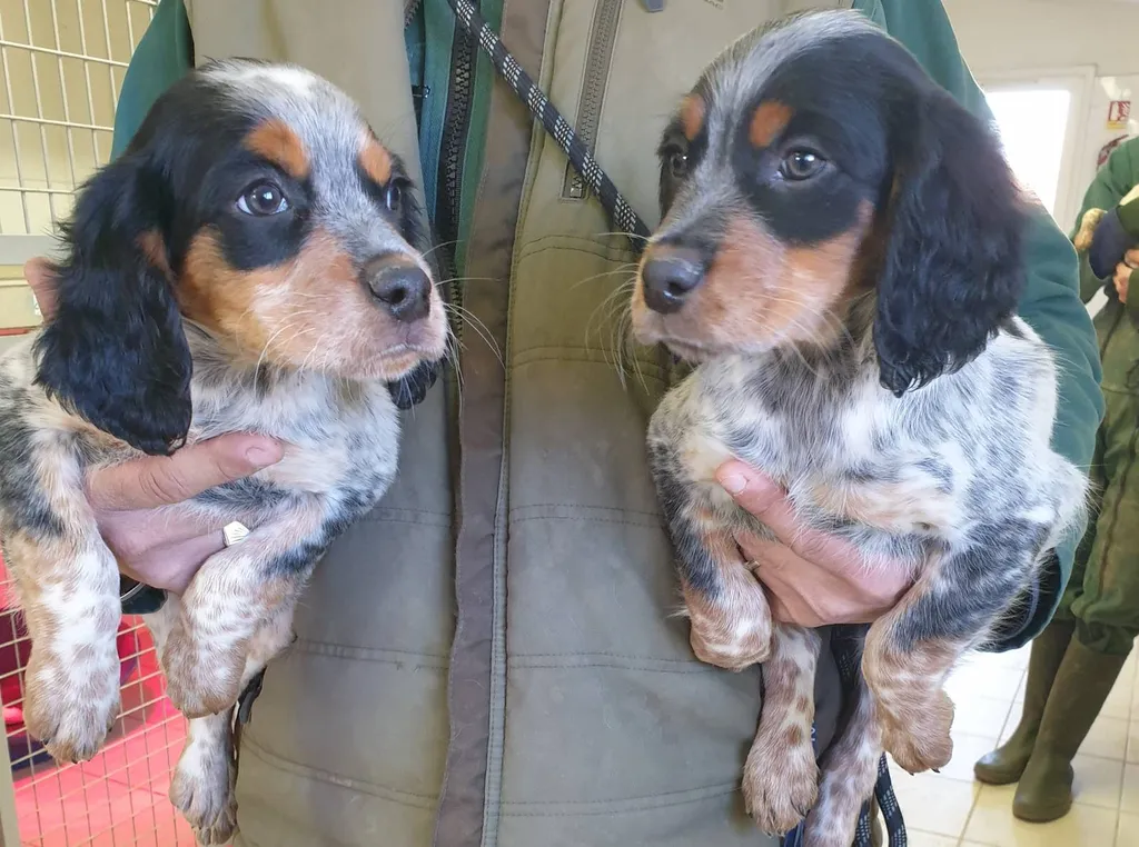 Chiot Epagneul Breton Gard