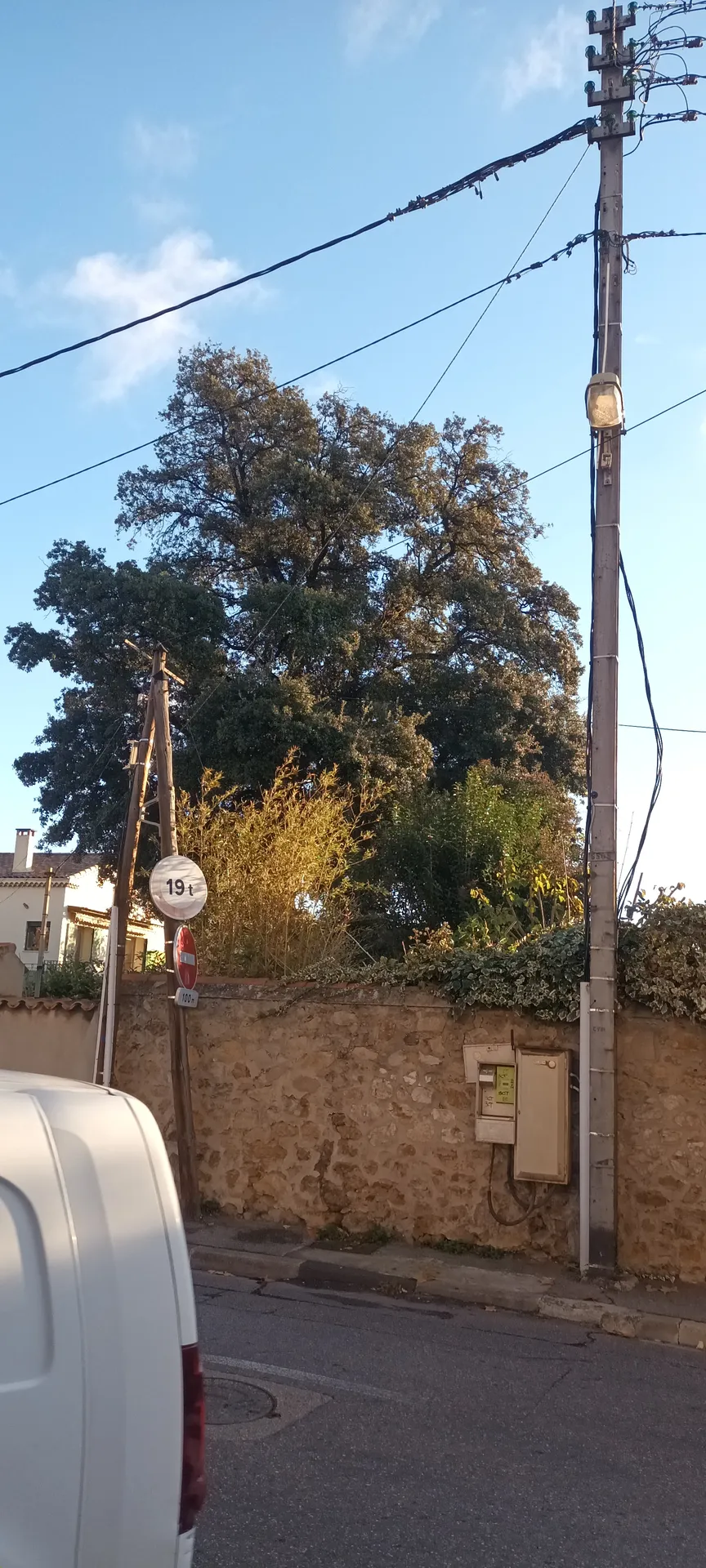 Etetage d'un gros chênes au redon 9ème. 