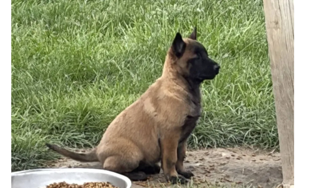 Chiots Berger Belge Malinois LOF à réserver – Élevage professionnel – Portée UZZY x URGO – 4 mâles disponibles