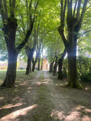 Elagage de tilleuls à la Réole