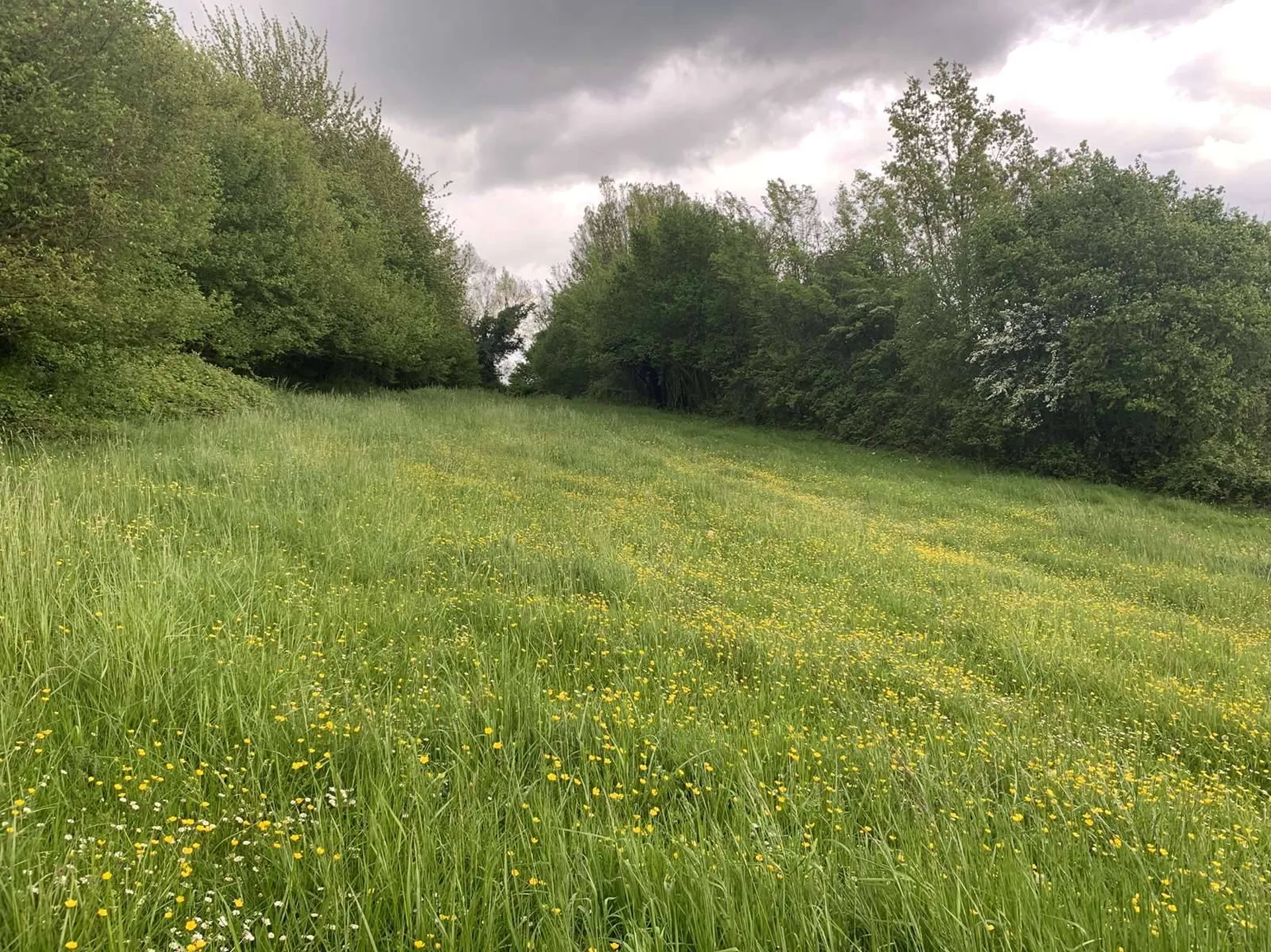 A ACQUERIR, parcelles en nature d'herbage de 6 hectares 37 ares, à proximité des commodités de VIMOUTIERS (ORNE), PAYS D'AUGE
