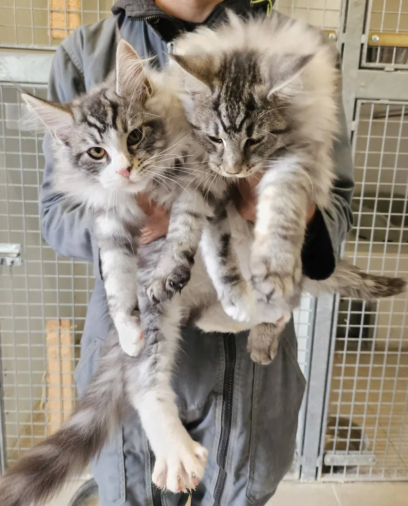 Maine coon adulte 