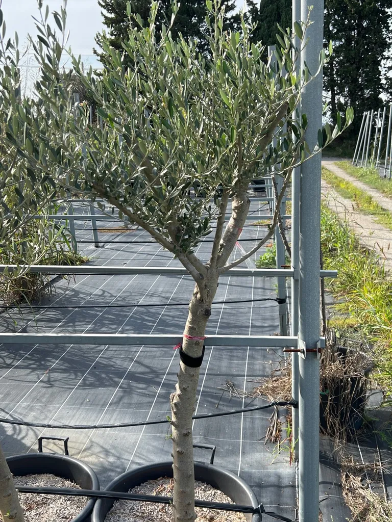 Petits et gros oliviers en variétés locales près de Nîmes à côté d’Avignon