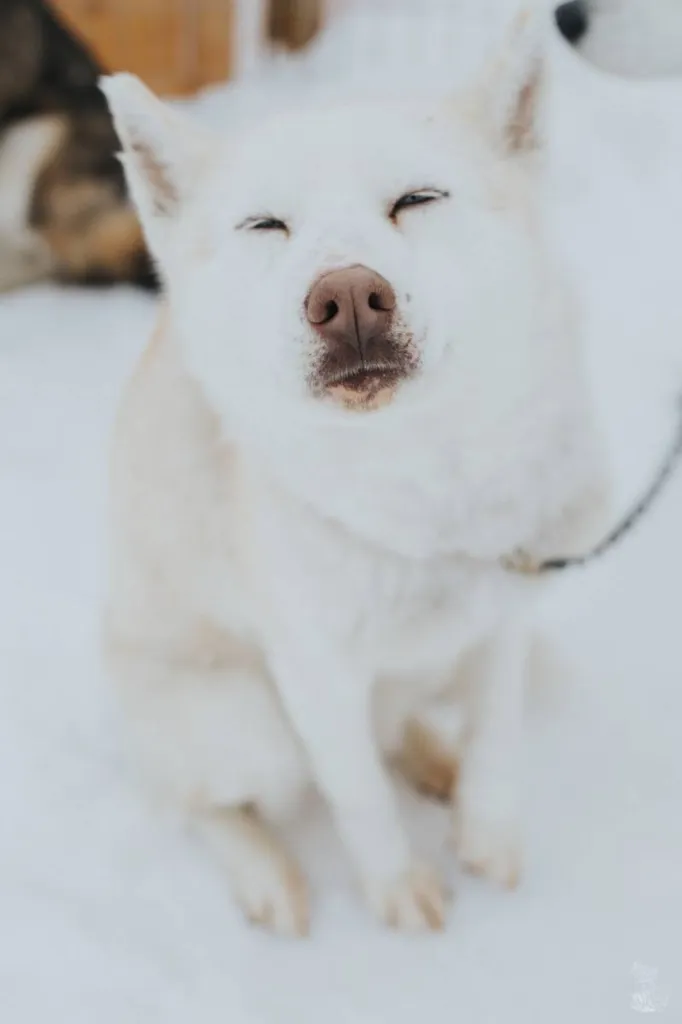 Mariage à la montagne avec des chiens de traineaux au Pays Basque