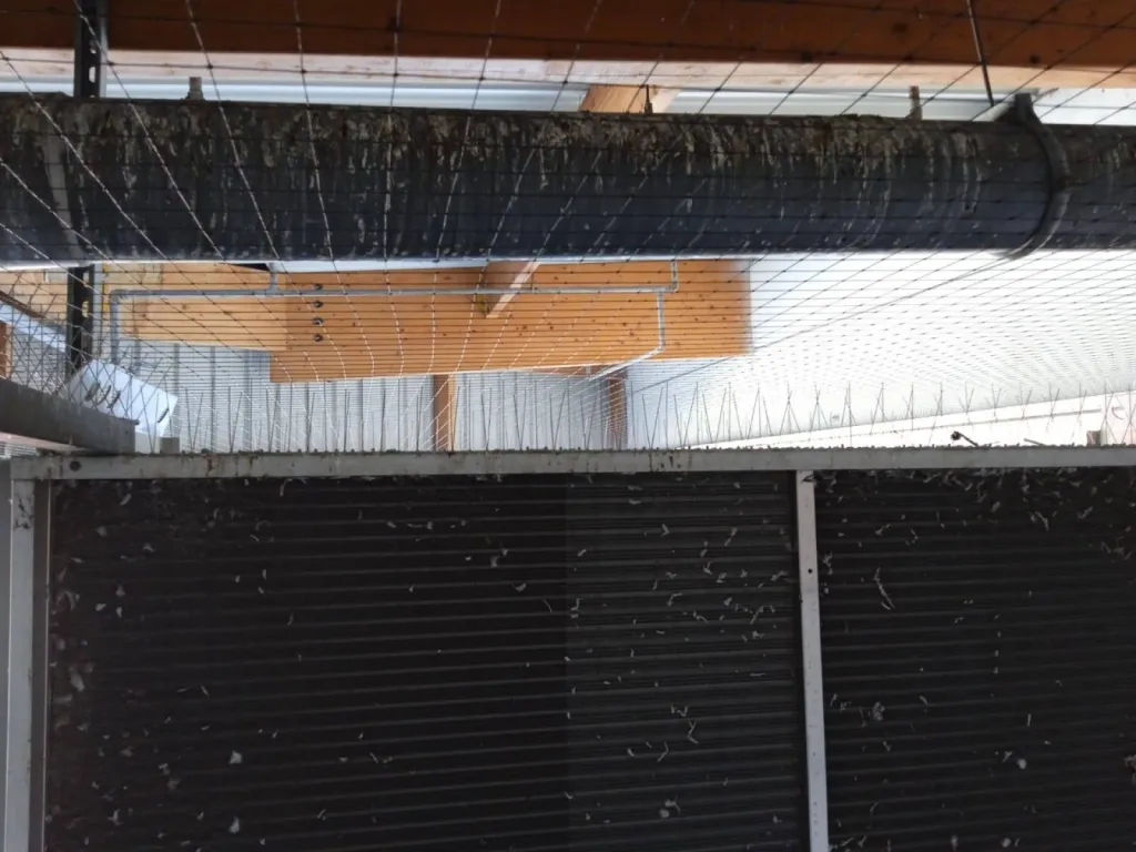 chasser les pigeons à aix en provence