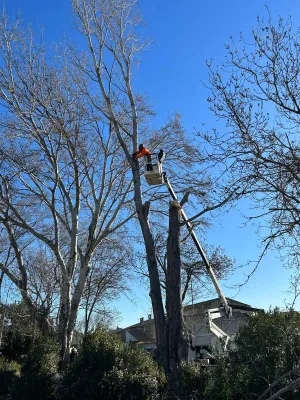 Élagueur expert en abattage d'arbre grande hauteur dans les Bouches du Rhône