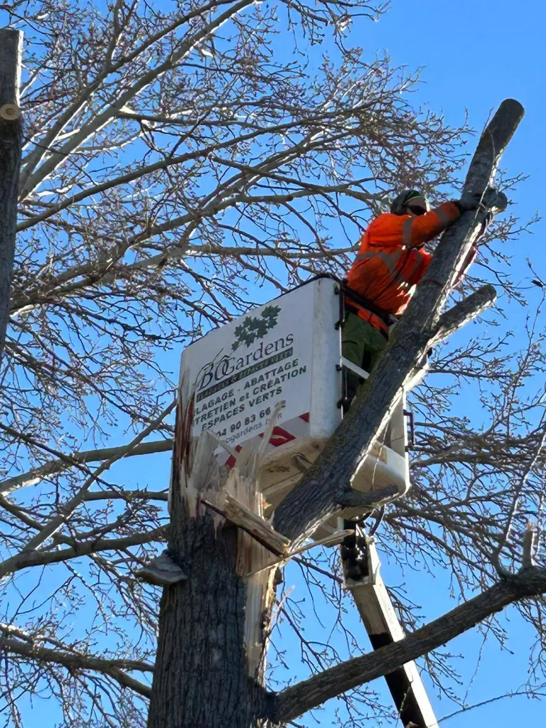 Élagueur grimpeur pour abattre un arbre dangereux dans le bouches du Rhône