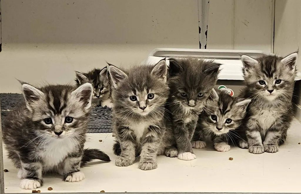 CHATON FEMELLE MAINE COON LOOF ELEVAGE DU PALAIS DES PAPES VENTE AVIGNON VAUCLUSE PACA