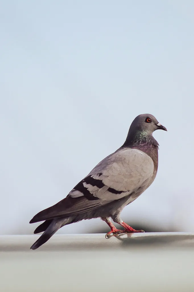 Installation pics anti-pigeons Lyon par AMA Nuisibles