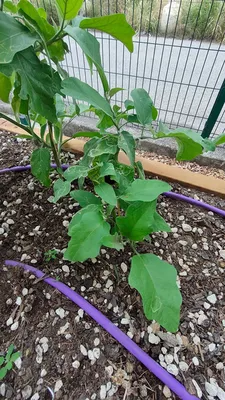 Les plans d'aubergine en agriculture urbaine à Nice