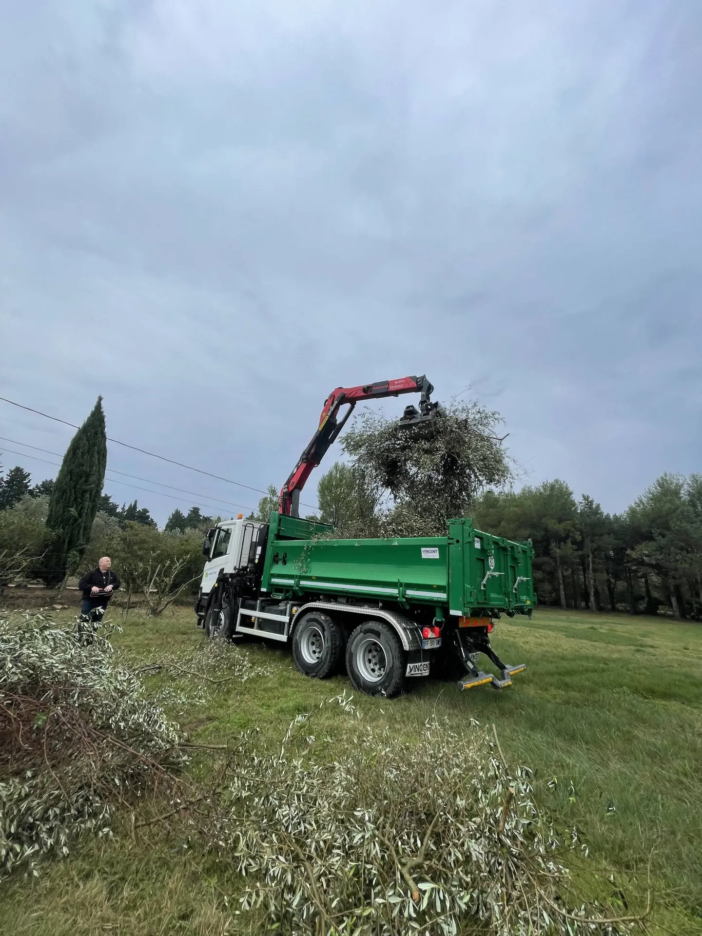 Expert en taille et transplantation d'oliviers à Eyragues, 13630, pour garantir la santé et la pérennité de vos arbres dans les Alpilles