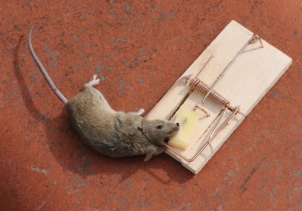 Traitement anti-cafards unité d'Habitation de Firminy - Le Corbier