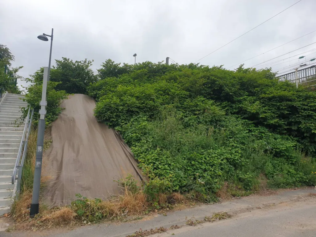 se debarrasser des plantes invasives