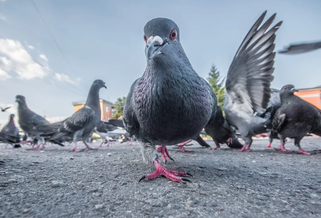 Dépigeonnage 