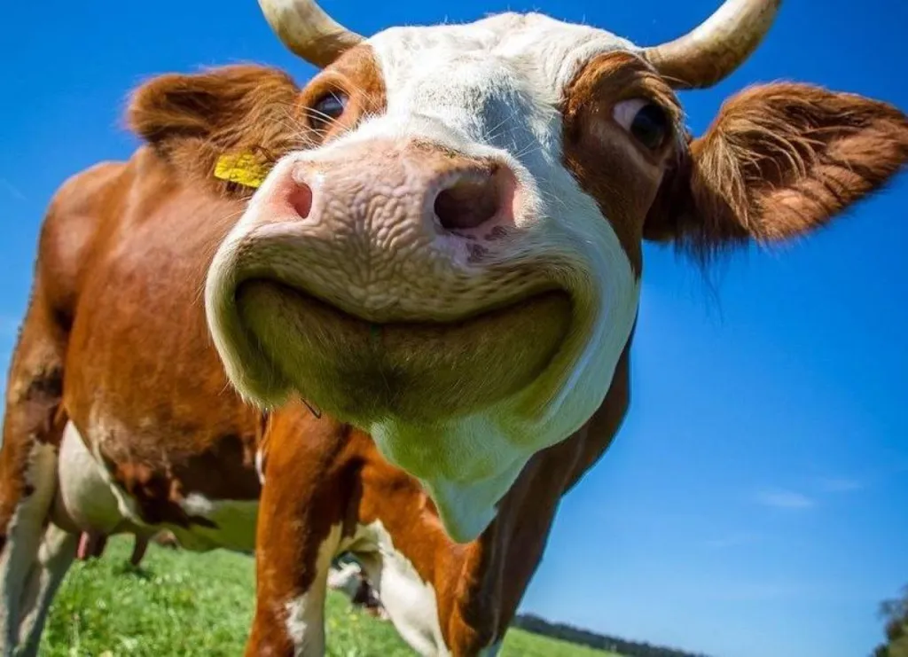 Fromages bio pour professionnels dans le Gard