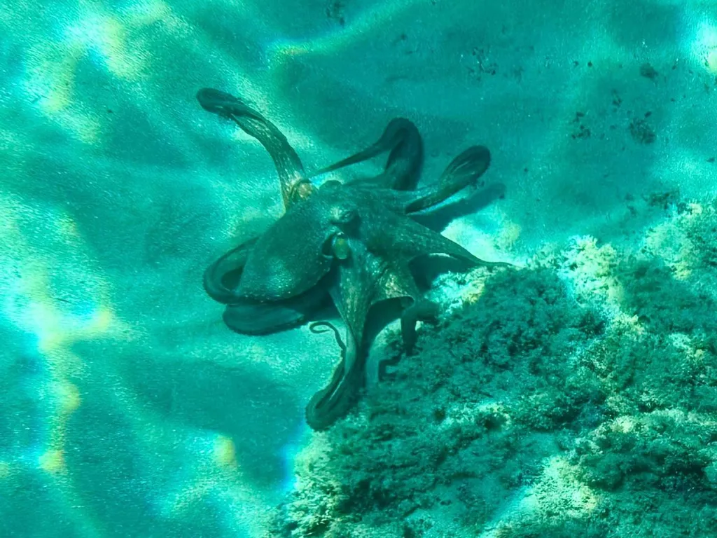 Plongez dans les eaux cristallines de la calanque de l'Oule et découvrez des paysages inoubliables