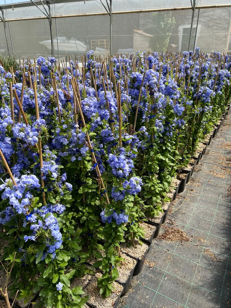 Plantes grimpantes pour une pergola fleurie toute l’année vers Arles  près de Nimes