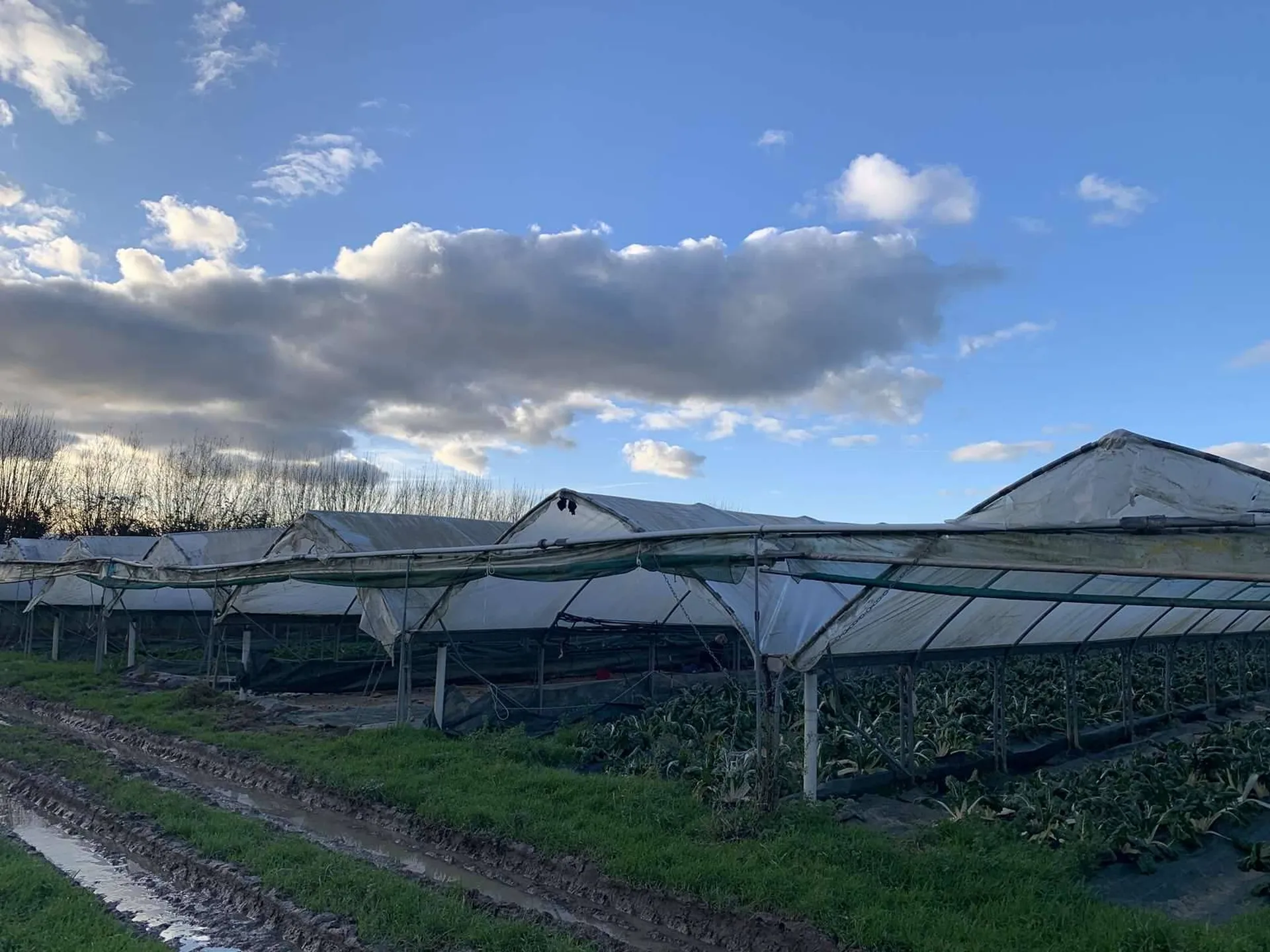 Région NORMANDIE (CALVADOS) : Entre LISIEUX et PONT L'EVEQUE : Exploitation agricole (maraîchage) sur 13 HA