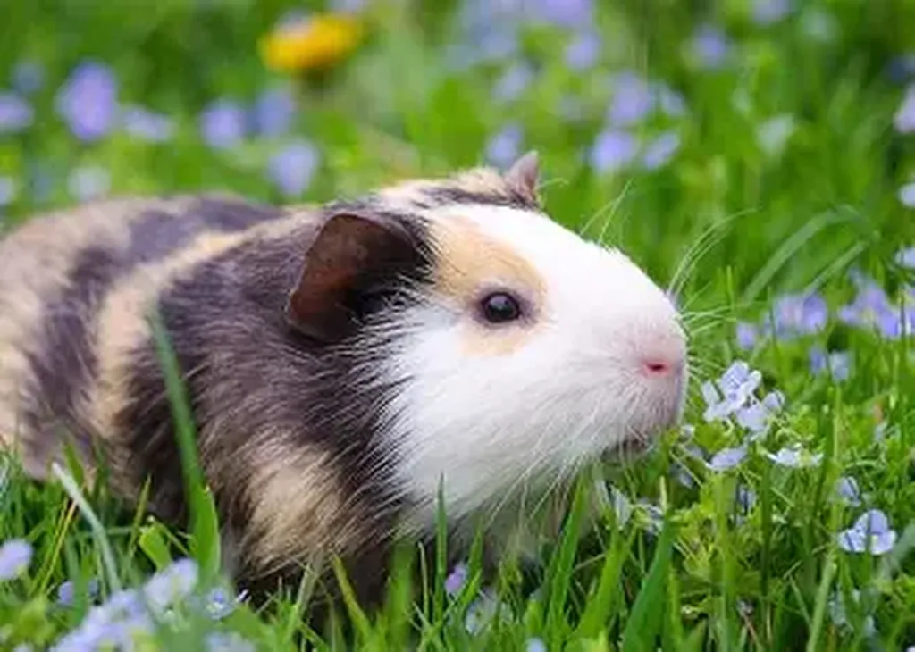 stérilisation du cochon d'inde à Marseille