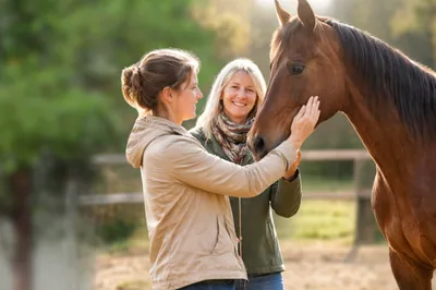 Restaurer la relation humain-cheval à Amiens grâce à la constellation animale intuitive avec Valérie Guillet