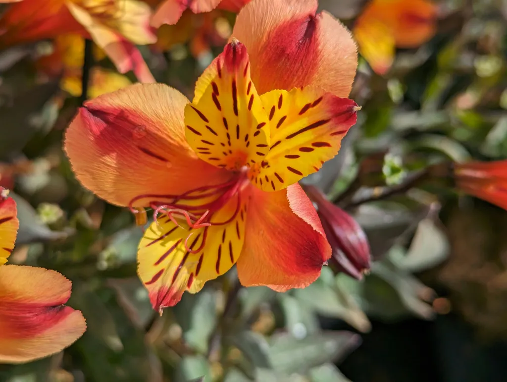 fleur-orange-provence