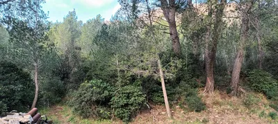 débroussaillage marseille calanques 13009