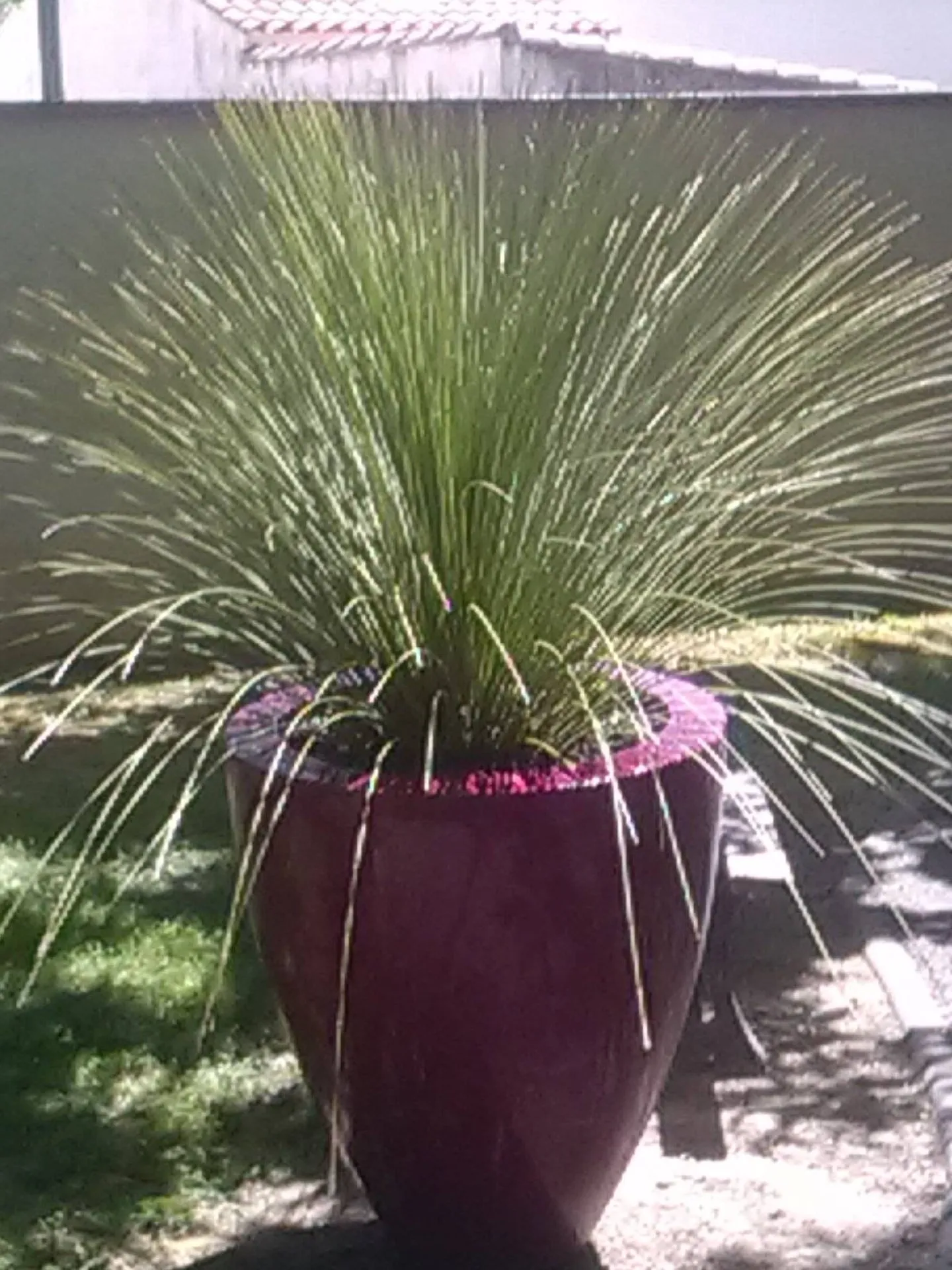 Végétalisation de gros pots colorés d’un établissement d’aide aux personnes âgées handicapées et dépendantes APAHD à Salon de Provence