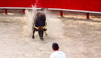 Journée découverte en Camargue : visite des Saintes-Maries-de-la-Mer, déjeuner typique aux Vagues et spectacle traditionnel de Course de Tau aux arènes