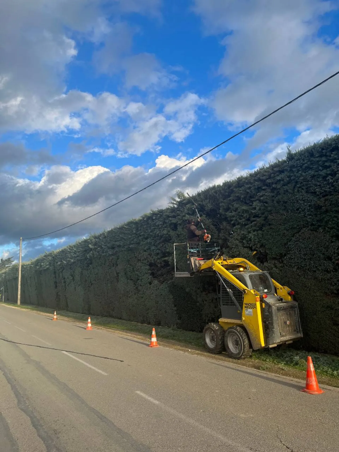 Chantiers de taille de chenes vert et blancs et de cypres Berre l Etang Chantiers de taille de chenes vert et blancs et de cypres Berre l Etang