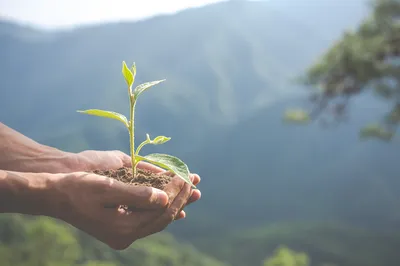 1 VÉHICULE D’OCCASION ACHETÉ = 1 ARBRE PLANTÉ