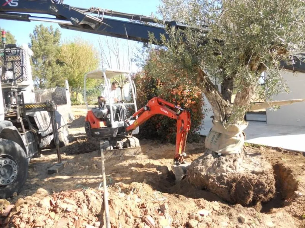 Plantation d'un Olivier par le paysagiste de Fuveau.