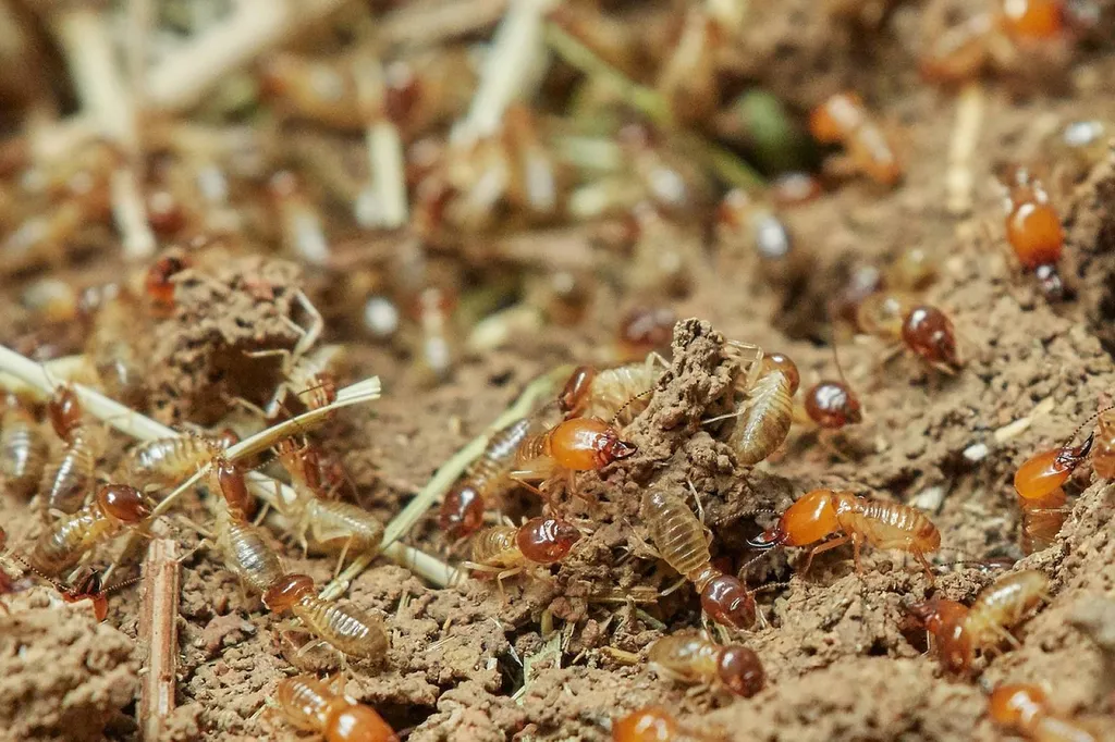 Termites arcachon